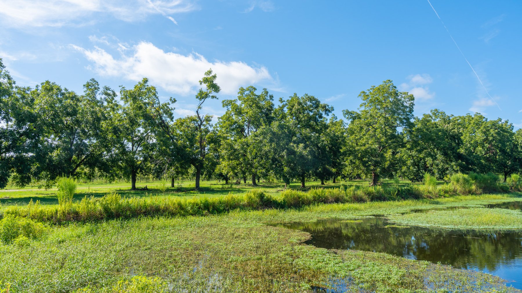 Image for 235± Acres – Woodard Orchard - Irrigated Pecan Orchard with Pond,  Homes, Buildings & Improvements - Prime Development Potential