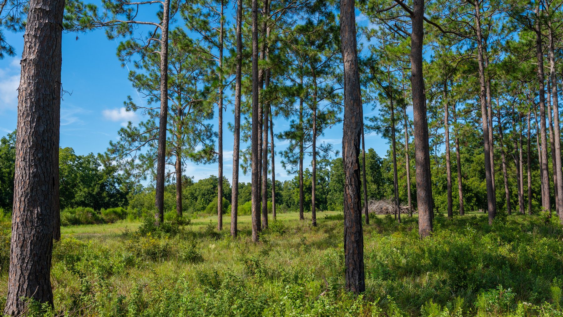 Image for 235± Acres – Woodard Orchard - Irrigated Pecan Orchard with Pond,  Homes, Buildings & Improvements - Prime Development Potential