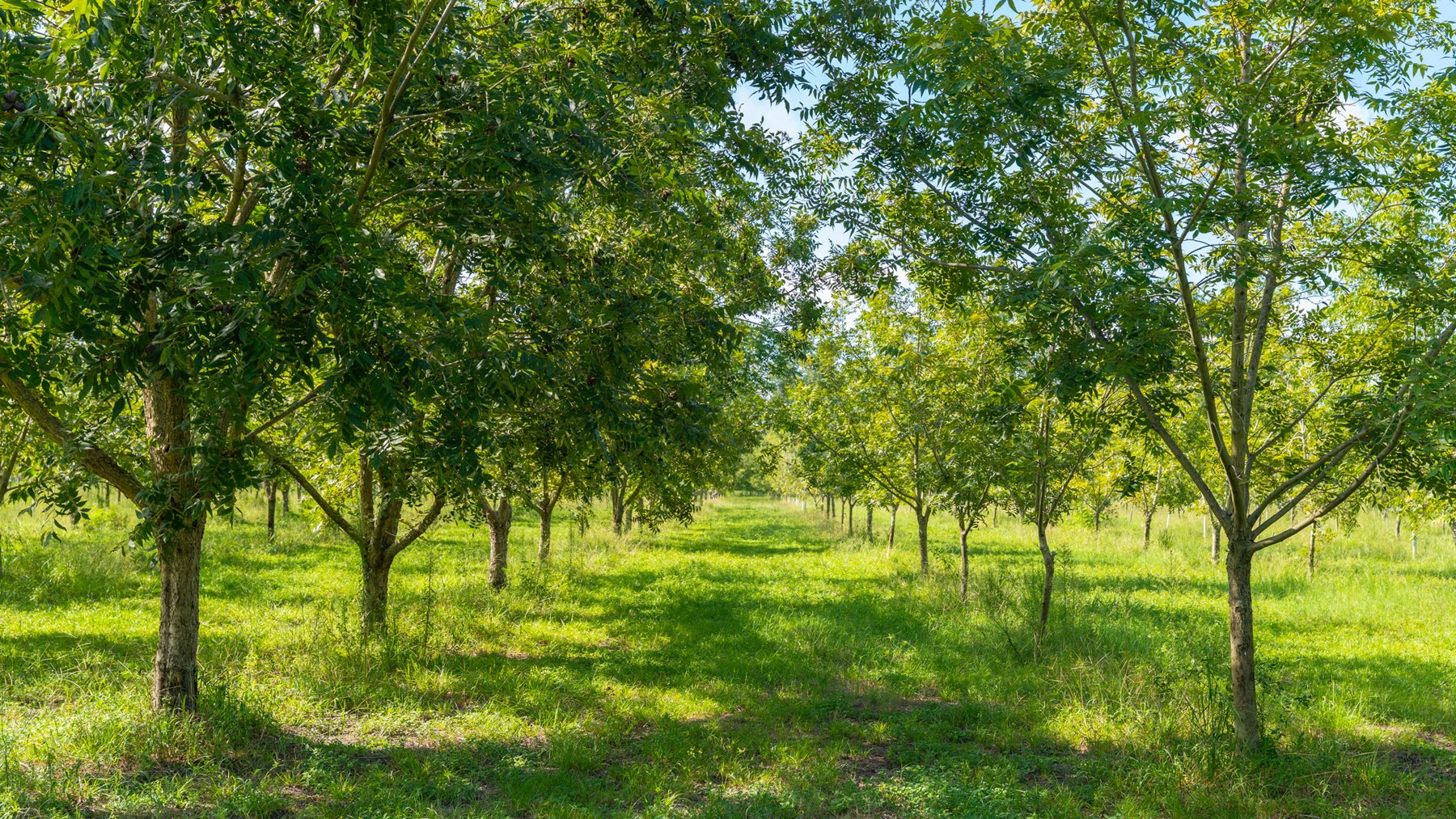 Image for 235± Acres – Woodard Orchard - Irrigated Pecan Orchard with Pond,  Homes, Buildings & Improvements - Prime Development Potential