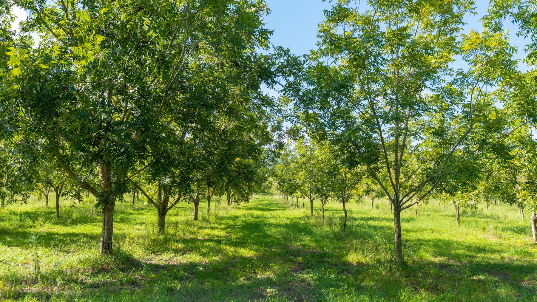 Image for 235± Acres – Woodard Orchard - Irrigated Pecan Orchard with Pond,  Homes, Buildings & Improvements - Prime Development Potential
