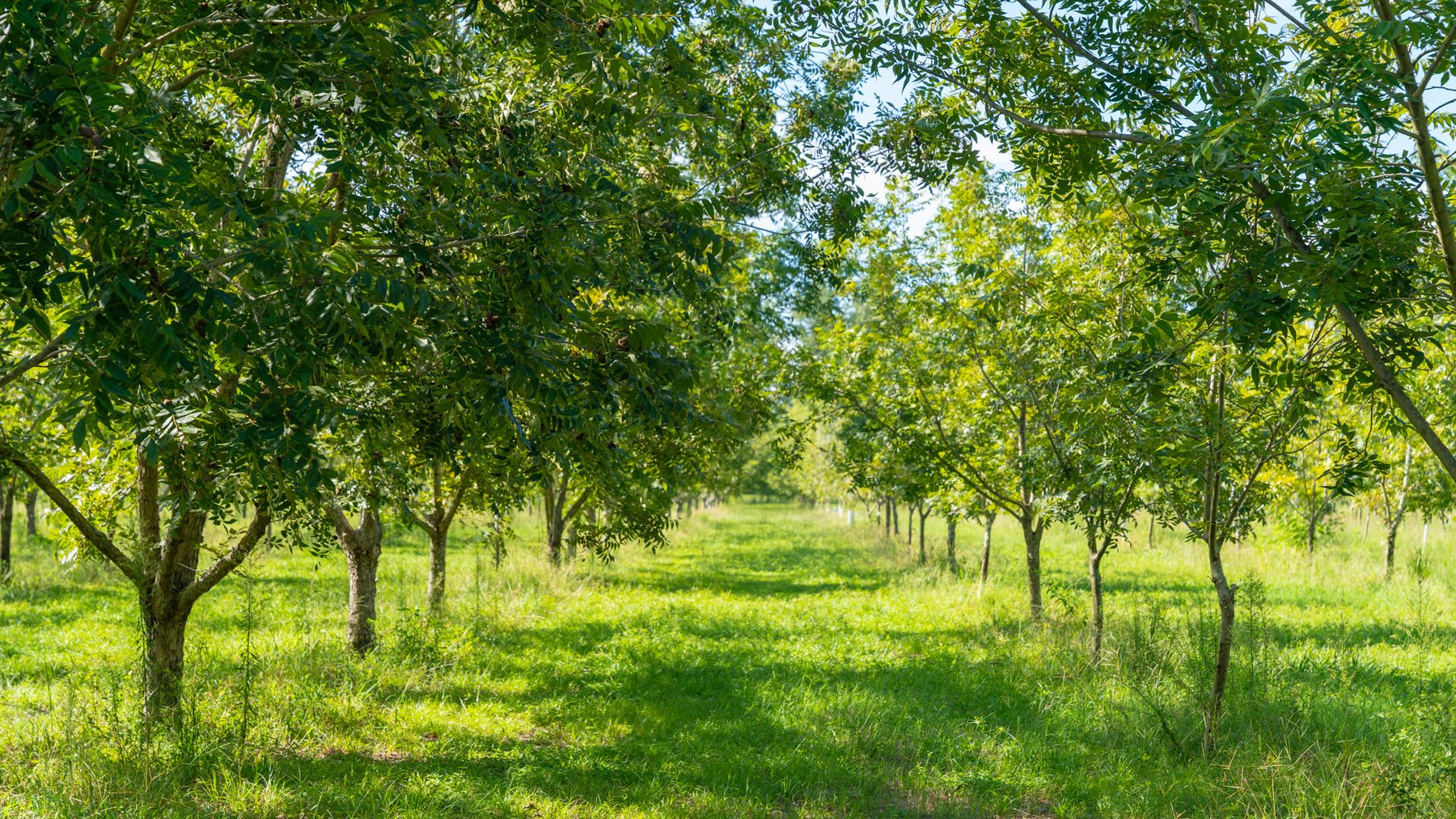 Image for 235± Acres – Woodard Orchard - Irrigated Pecan Orchard with Pond,  Homes, Buildings & Improvements - Prime Development Potential