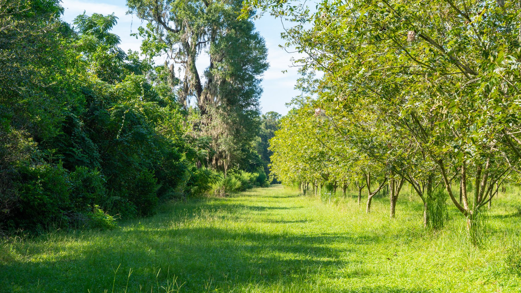 Image for 235± Acres – Woodard Orchard - Irrigated Pecan Orchard with Pond,  Homes, Buildings & Improvements - Prime Development Potential
