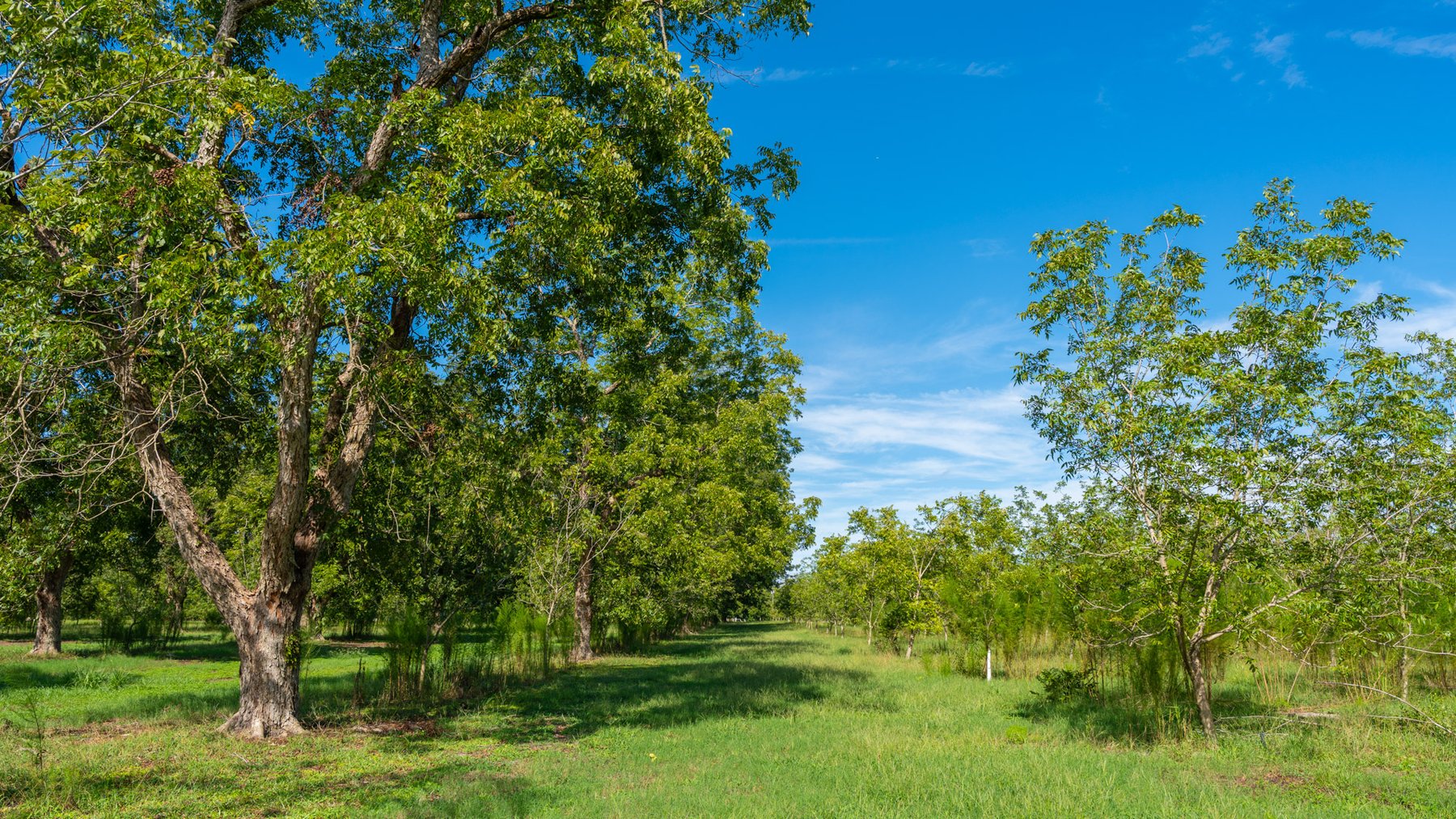 Image for 235± Acres – Woodard Orchard - Irrigated Pecan Orchard with Pond,  Homes, Buildings & Improvements - Prime Development Potential