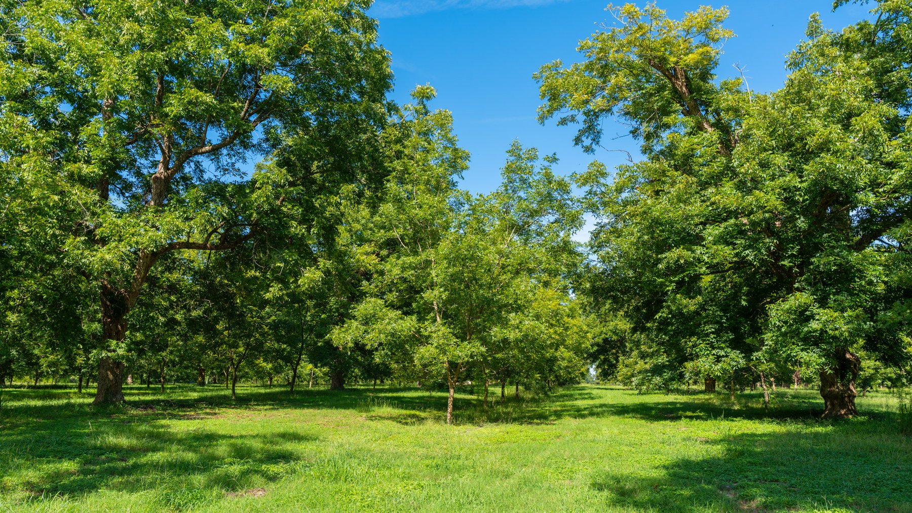 Image for 235± Acres – Woodard Orchard - Irrigated Pecan Orchard with Pond,  Homes, Buildings & Improvements - Prime Development Potential