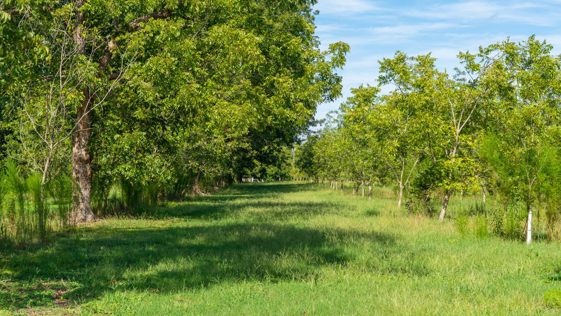 Image for 235± Acres – Woodard Orchard - Irrigated Pecan Orchard with Pond,  Homes, Buildings & Improvements - Prime Development Potential