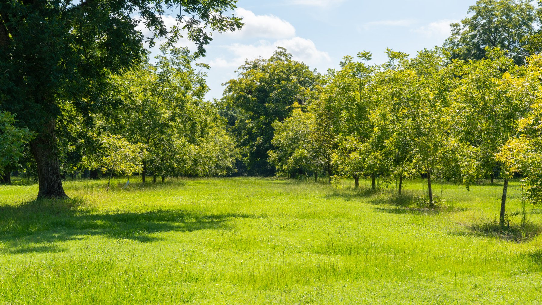 Image for 235± Acres – Woodard Orchard - Irrigated Pecan Orchard with Pond,  Homes, Buildings & Improvements - Prime Development Potential