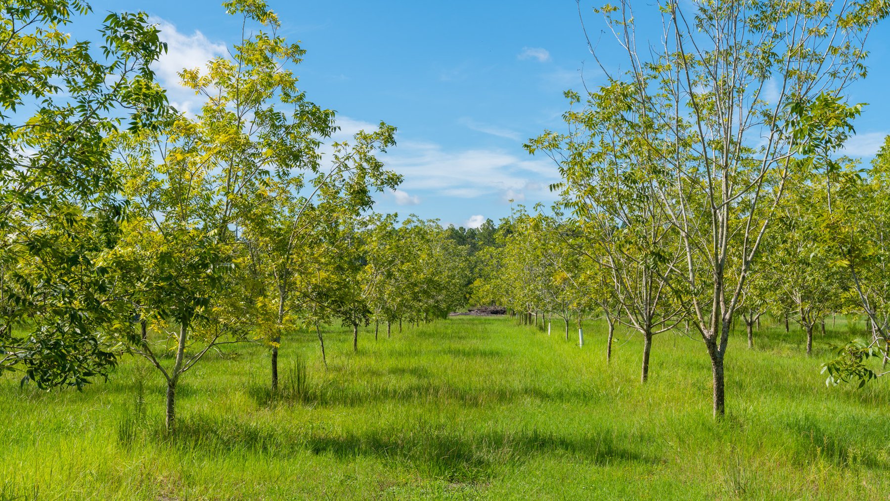 Image for 235± Acres – Woodard Orchard - Irrigated Pecan Orchard with Pond,  Homes, Buildings & Improvements - Prime Development Potential