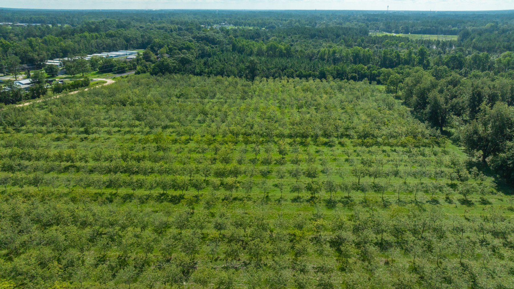 Image for 235± Acres – Woodard Orchard - Irrigated Pecan Orchard with Pond,  Homes, Buildings & Improvements - Prime Development Potential