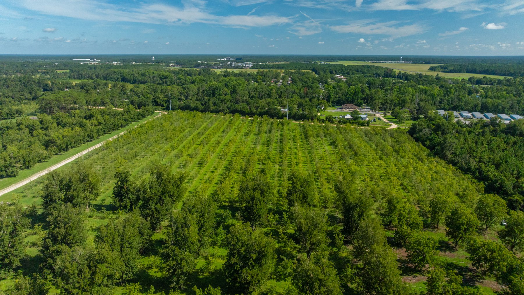 Image for 235± Acres – Woodard Orchard - Irrigated Pecan Orchard with Pond,  Homes, Buildings & Improvements - Prime Development Potential