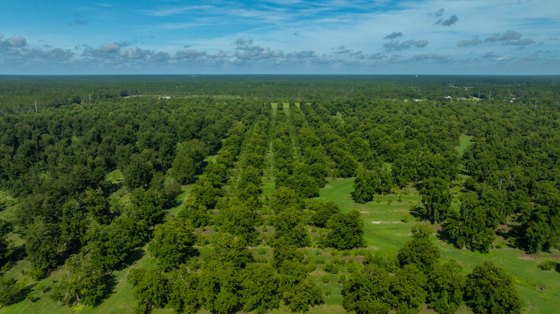 Image for 235± Acres – Woodard Orchard - Irrigated Pecan Orchard with Pond,  Homes, Buildings & Improvements - Prime Development Potential