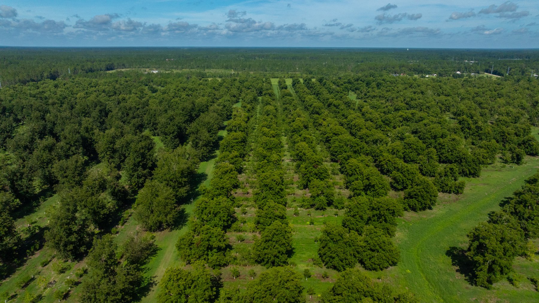 Image for 235± Acres – Woodard Orchard - Irrigated Pecan Orchard with Pond,  Homes, Buildings & Improvements - Prime Development Potential