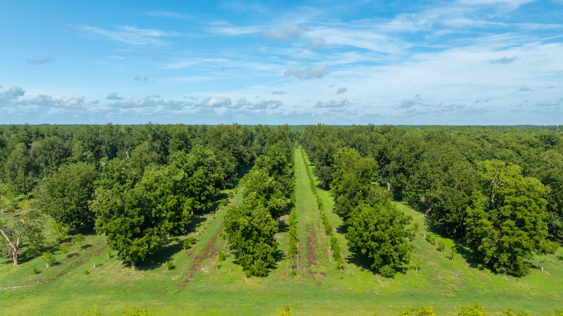 Image for 235± Acres – Woodard Orchard - Irrigated Pecan Orchard with Pond,  Homes, Buildings & Improvements - Prime Development Potential