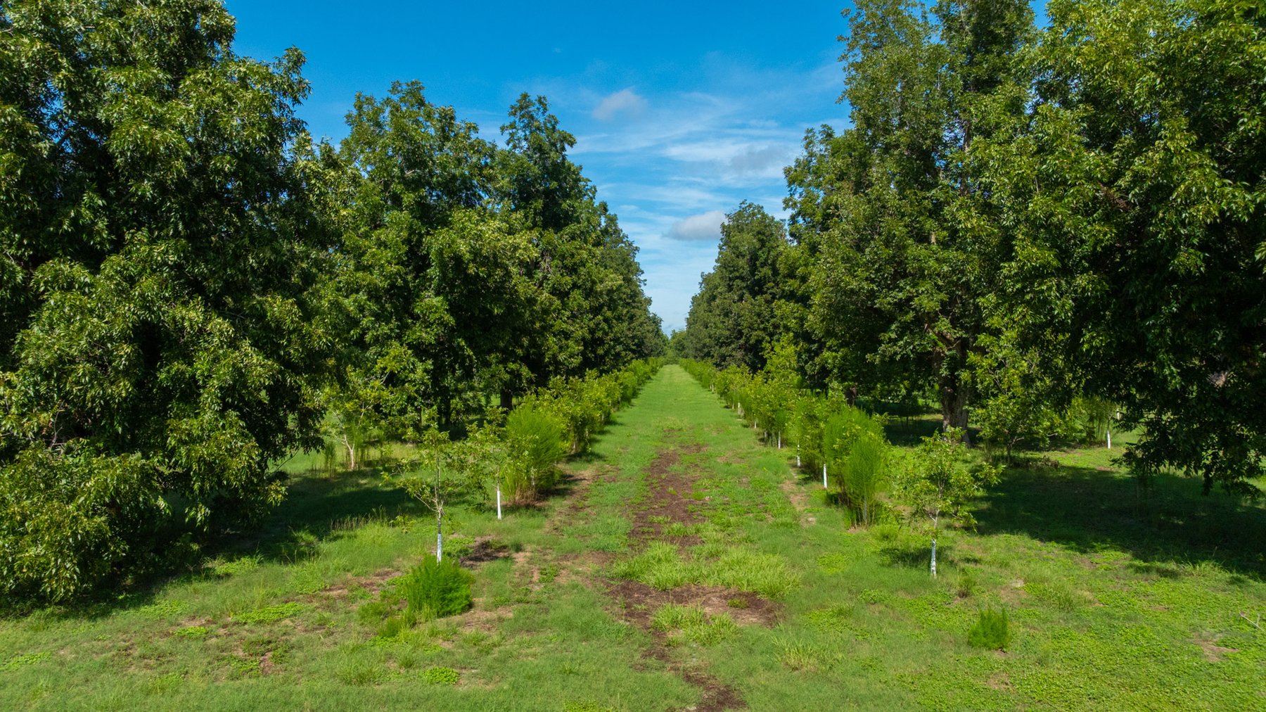 Image for 235± Acres – Woodard Orchard - Irrigated Pecan Orchard with Pond,  Homes, Buildings & Improvements - Prime Development Potential