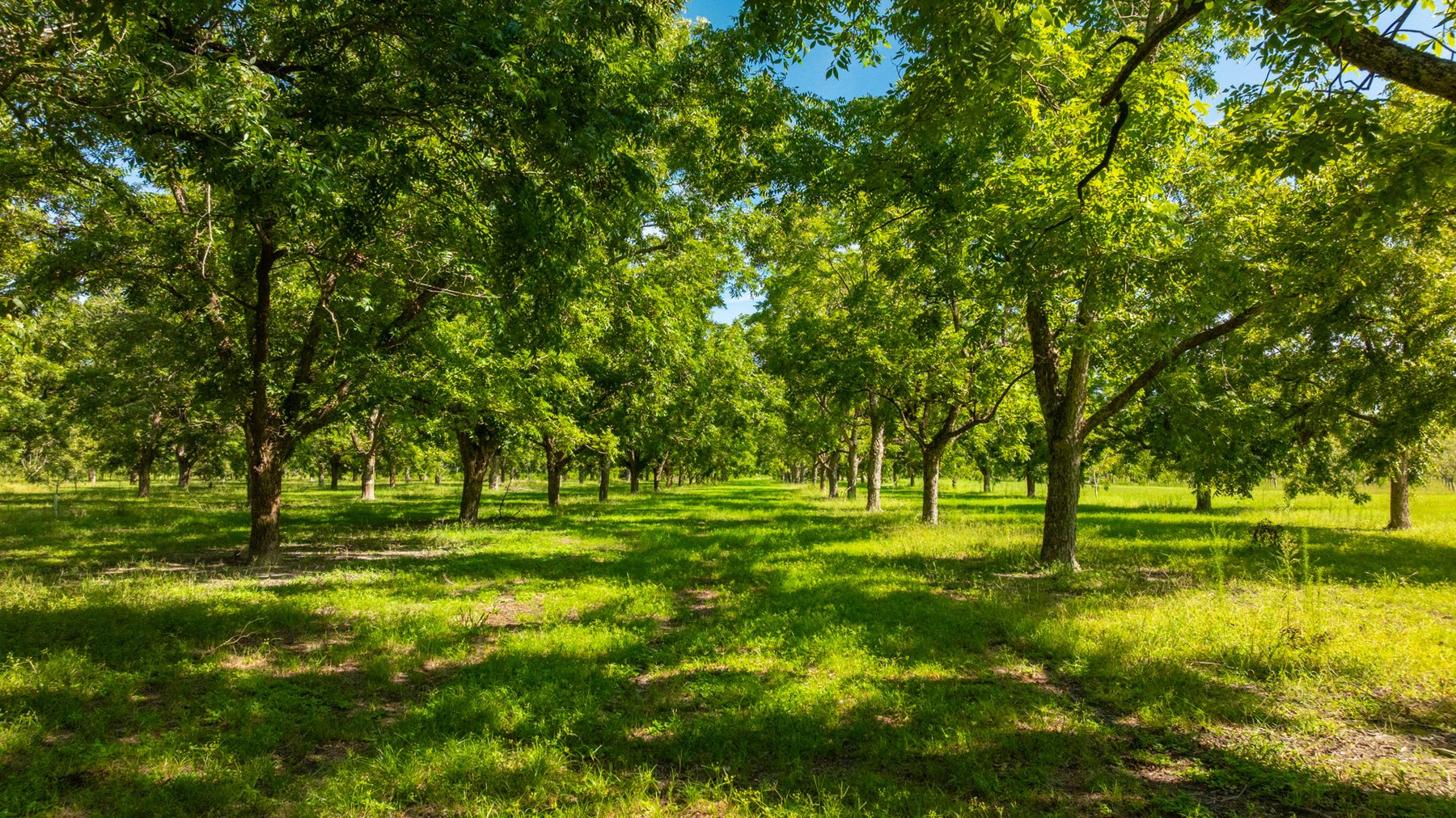 Image for 235± Acres – Woodard Orchard - Irrigated Pecan Orchard with Pond,  Homes, Buildings & Improvements - Prime Development Potential