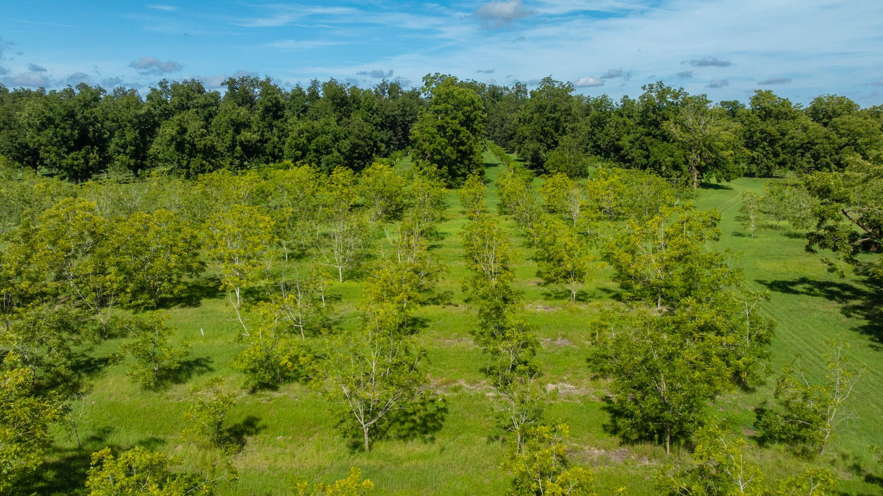 Image for 235± Acres – Woodard Orchard - Irrigated Pecan Orchard with Pond,  Homes, Buildings & Improvements - Prime Development Potential