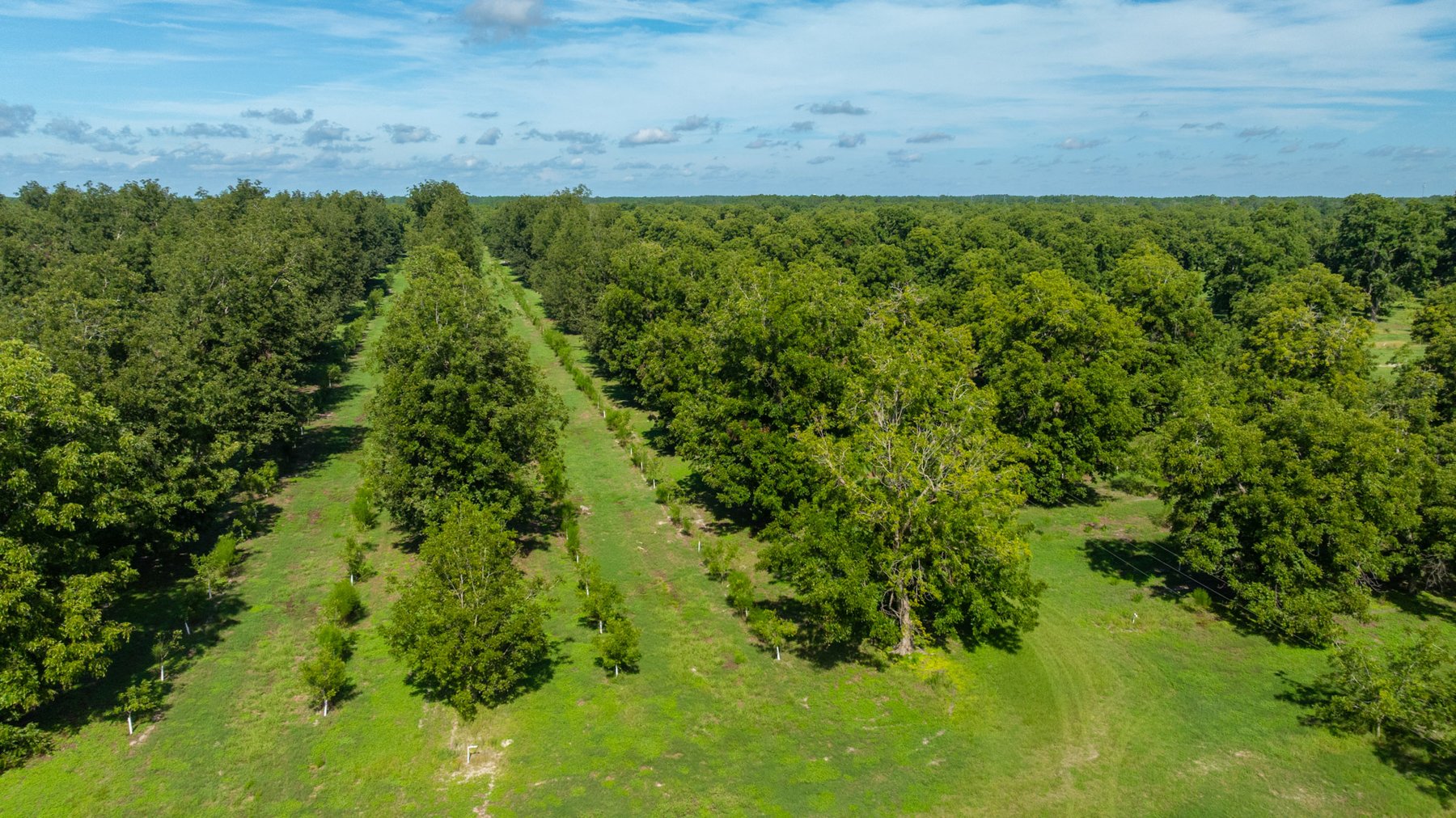 Image for 235± Acres – Woodard Orchard - Irrigated Pecan Orchard with Pond,  Homes, Buildings & Improvements - Prime Development Potential