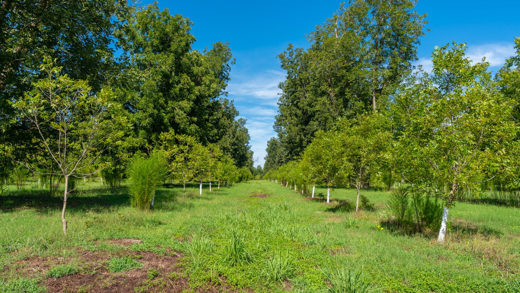 Image for 235± Acres – Woodard Orchard - Irrigated Pecan Orchard with Pond,  Homes, Buildings & Improvements - Prime Development Potential