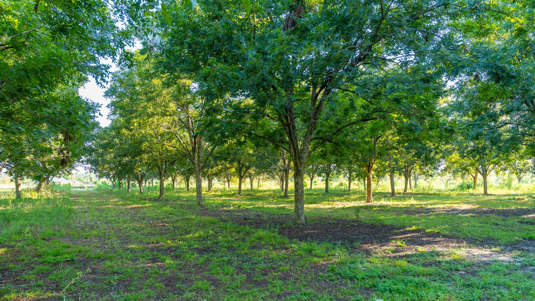 Image for 187± Acres - Carter Orchard - Residential Lots with Road Frontage on Lakeland Highway - Young Irrigated Orchard w/ Oak Hardwood Areas