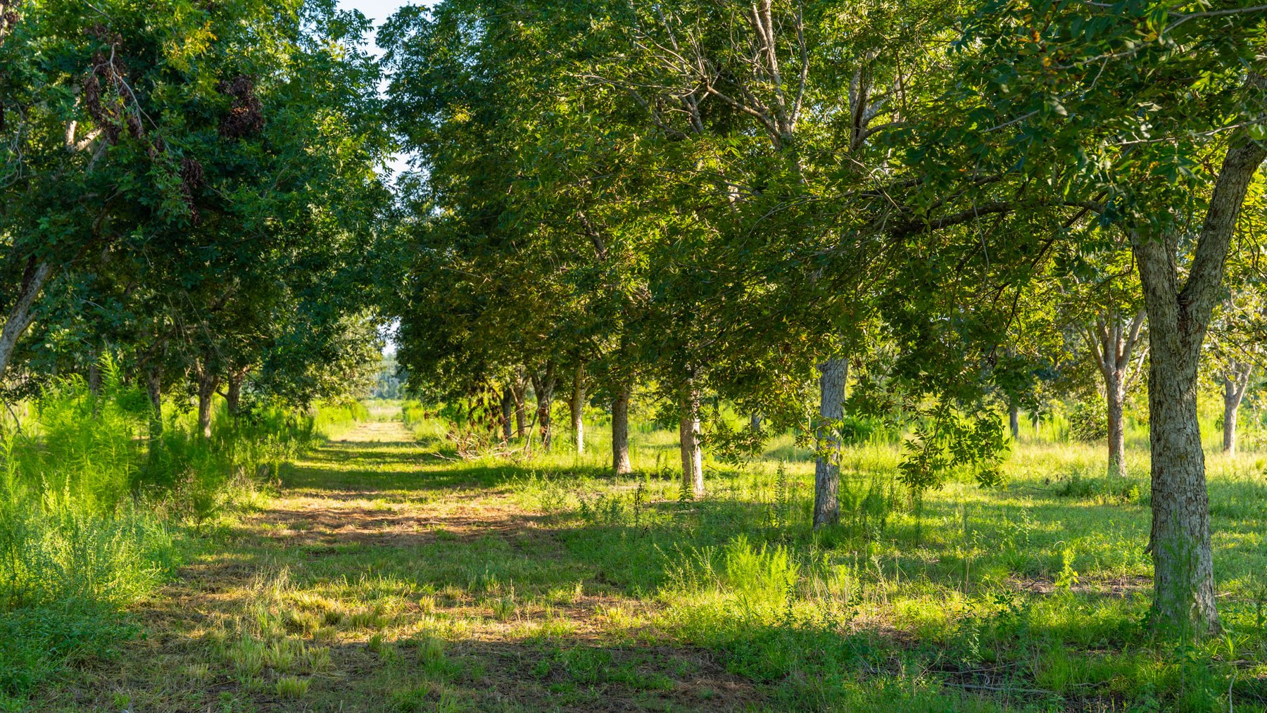 Image for 187± Acres - Carter Orchard - Residential Lots with Road Frontage on Lakeland Highway - Young Irrigated Orchard w/ Oak Hardwood Areas