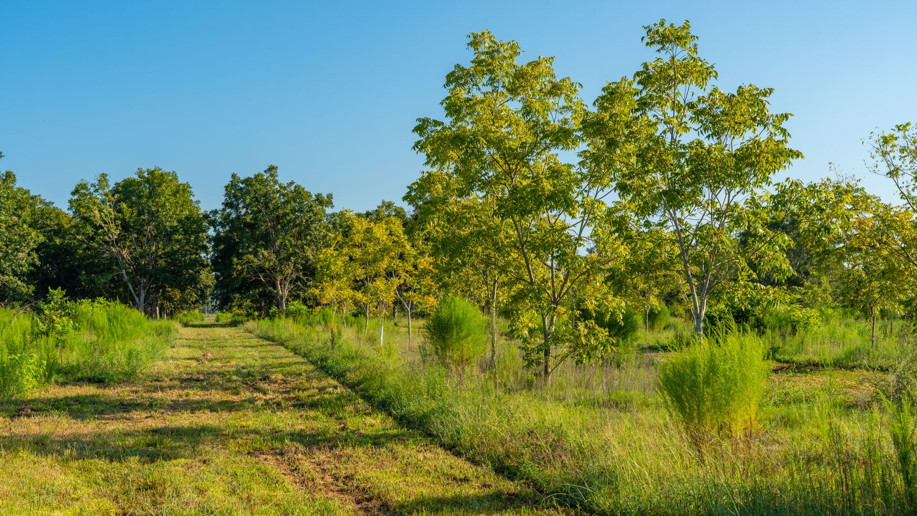 Image for 187± Acres - Carter Orchard - Residential Lots with Road Frontage on Lakeland Highway - Young Irrigated Orchard w/ Oak Hardwood Areas
