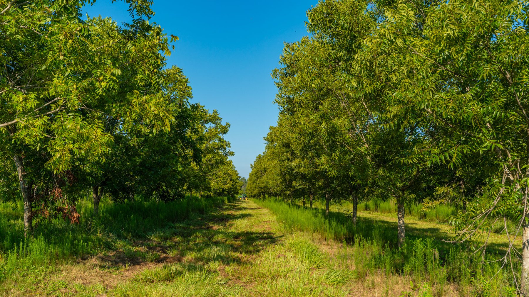 Image for 187± Acres - Carter Orchard - Residential Lots with Road Frontage on Lakeland Highway - Young Irrigated Orchard w/ Oak Hardwood Areas