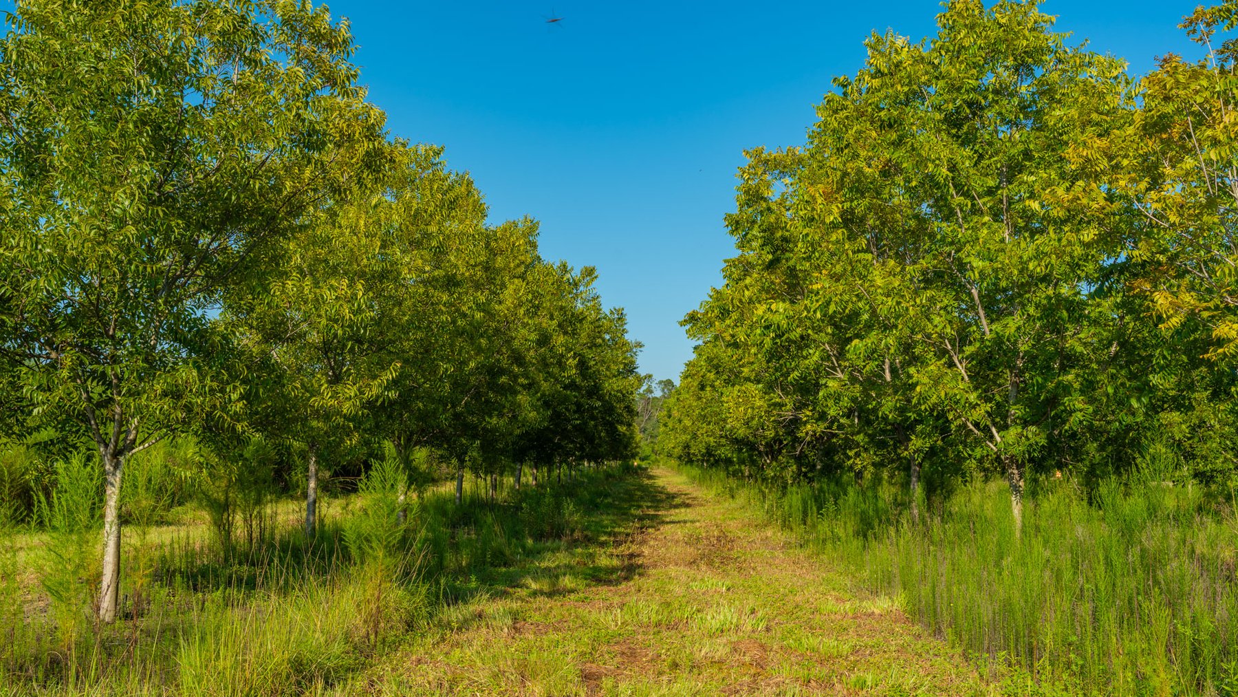 Image for 187± Acres - Carter Orchard - Residential Lots with Road Frontage on Lakeland Highway - Young Irrigated Orchard w/ Oak Hardwood Areas