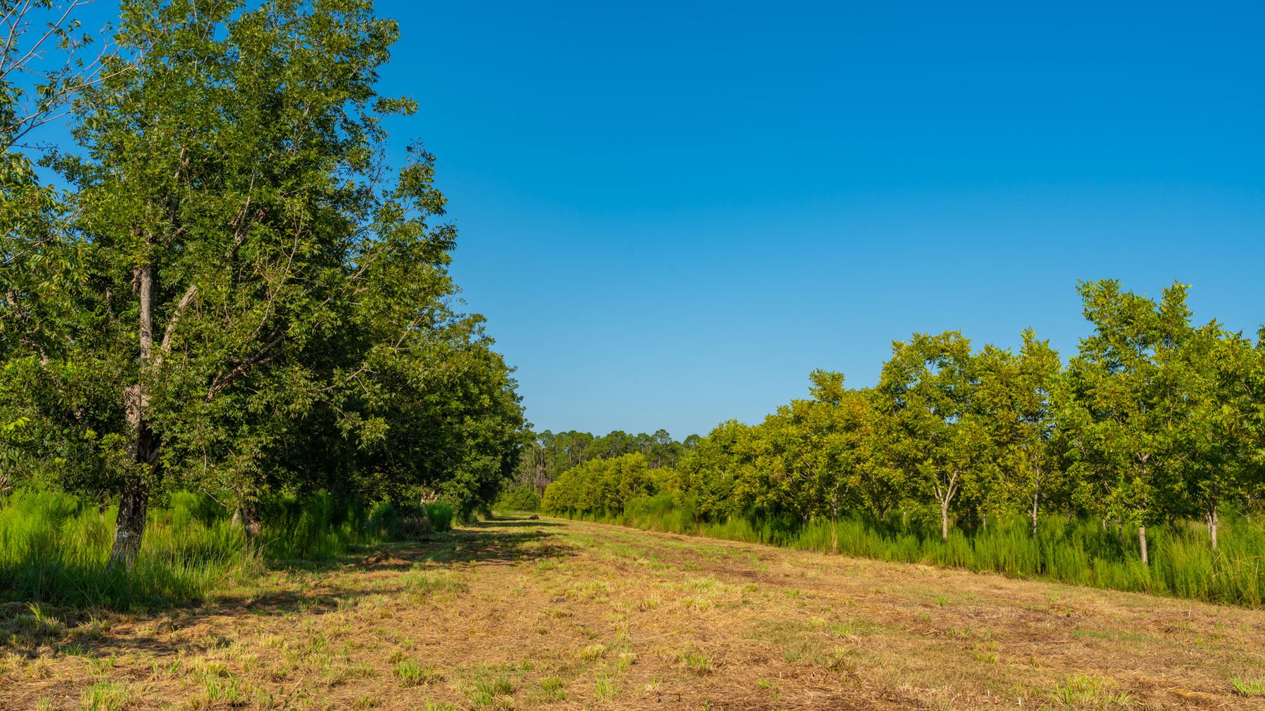 Image for 187± Acres - Carter Orchard - Residential Lots with Road Frontage on Lakeland Highway - Young Irrigated Orchard w/ Oak Hardwood Areas