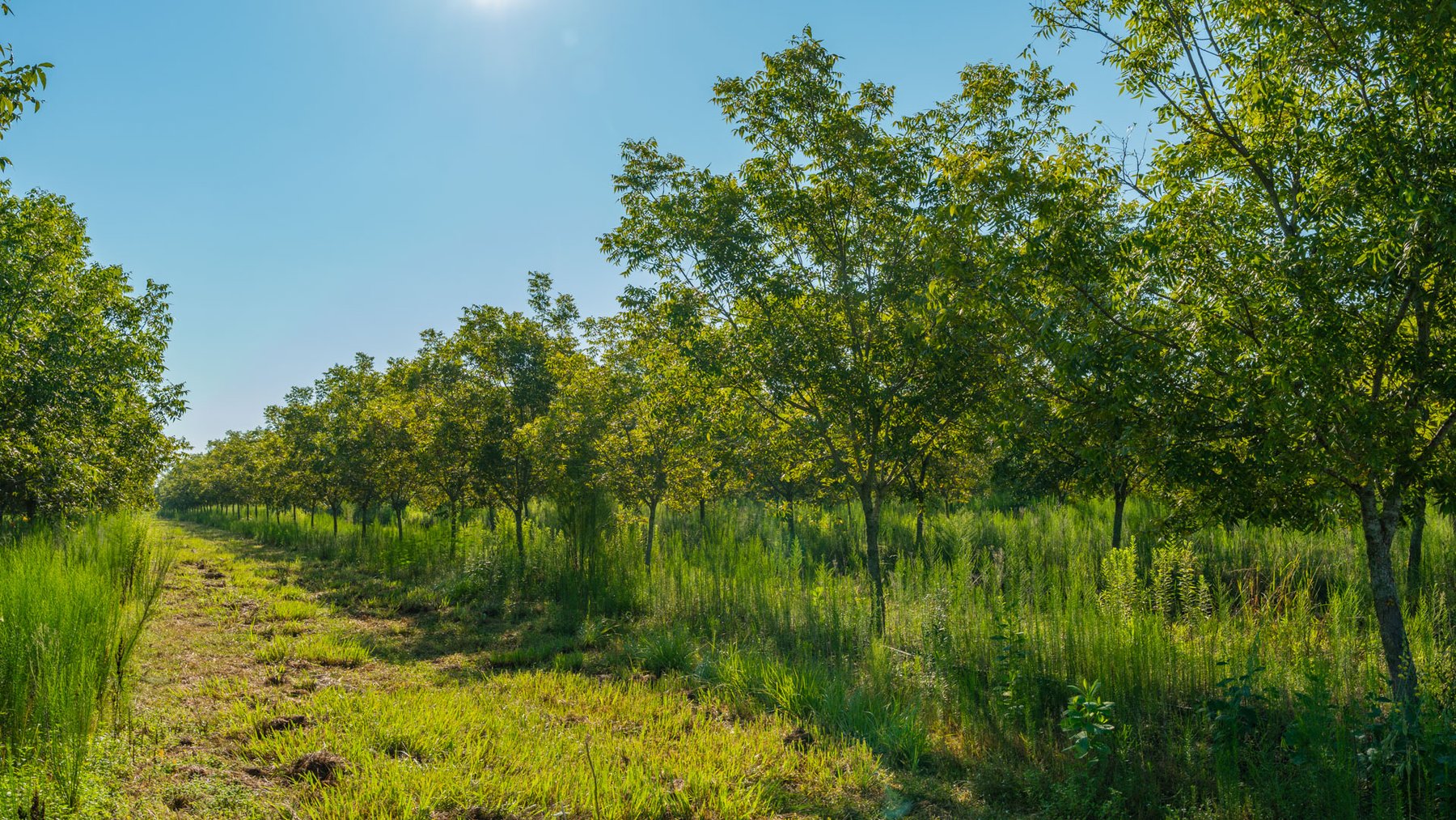 Image for 187± Acres - Carter Orchard - Residential Lots with Road Frontage on Lakeland Highway - Young Irrigated Orchard w/ Oak Hardwood Areas