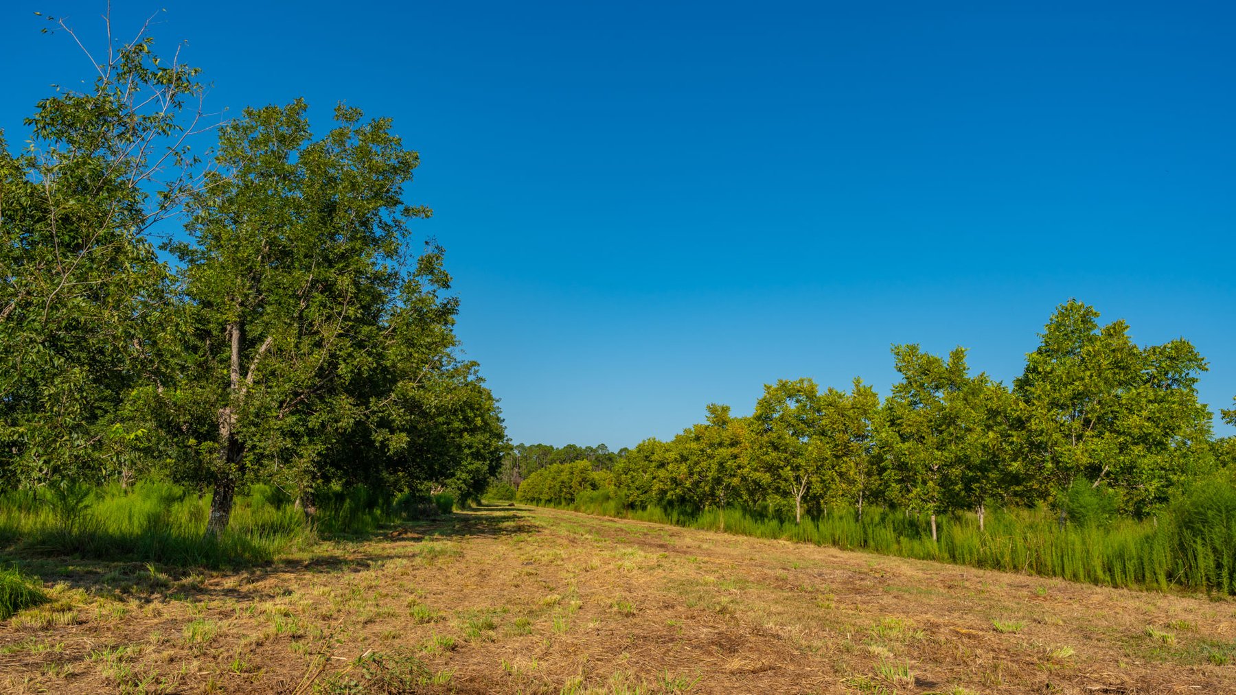Image for 187± Acres - Carter Orchard - Residential Lots with Road Frontage on Lakeland Highway - Young Irrigated Orchard w/ Oak Hardwood Areas