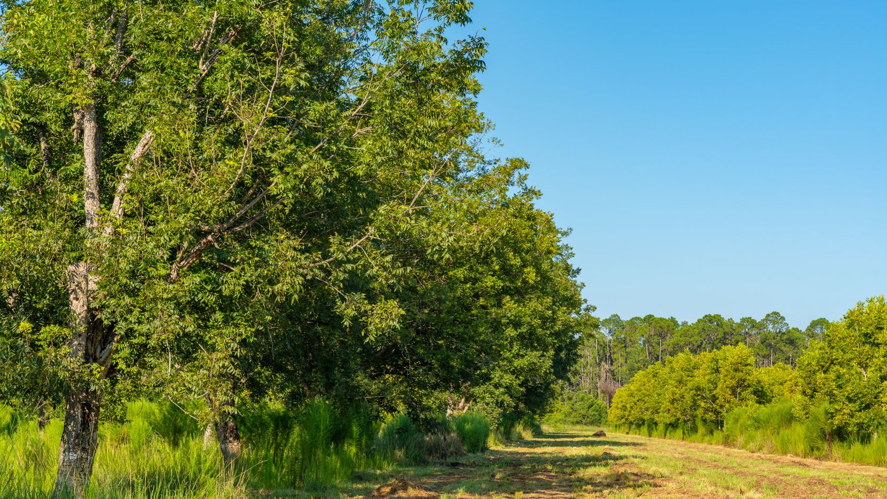 Image for 187± Acres - Carter Orchard - Residential Lots with Road Frontage on Lakeland Highway - Young Irrigated Orchard w/ Oak Hardwood Areas