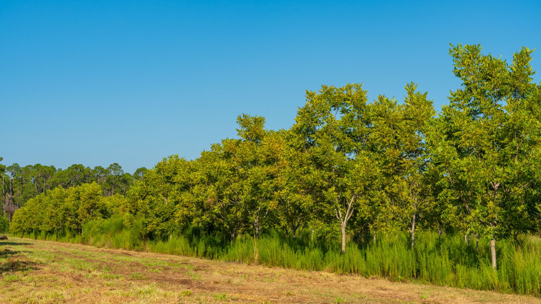 Image for 187± Acres - Carter Orchard - Residential Lots with Road Frontage on Lakeland Highway - Young Irrigated Orchard w/ Oak Hardwood Areas