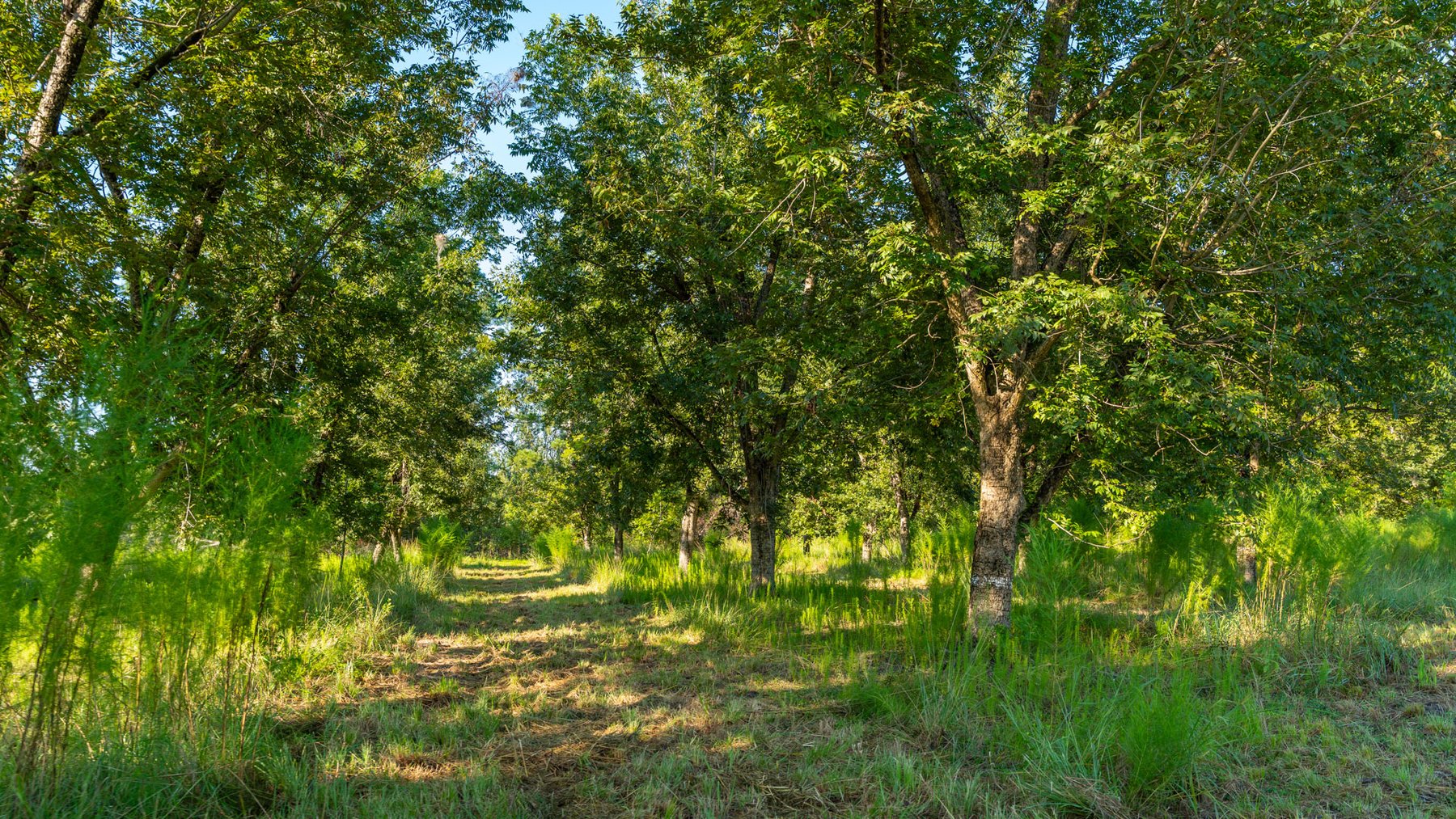 Image for 187± Acres - Carter Orchard - Residential Lots with Road Frontage on Lakeland Highway - Young Irrigated Orchard w/ Oak Hardwood Areas