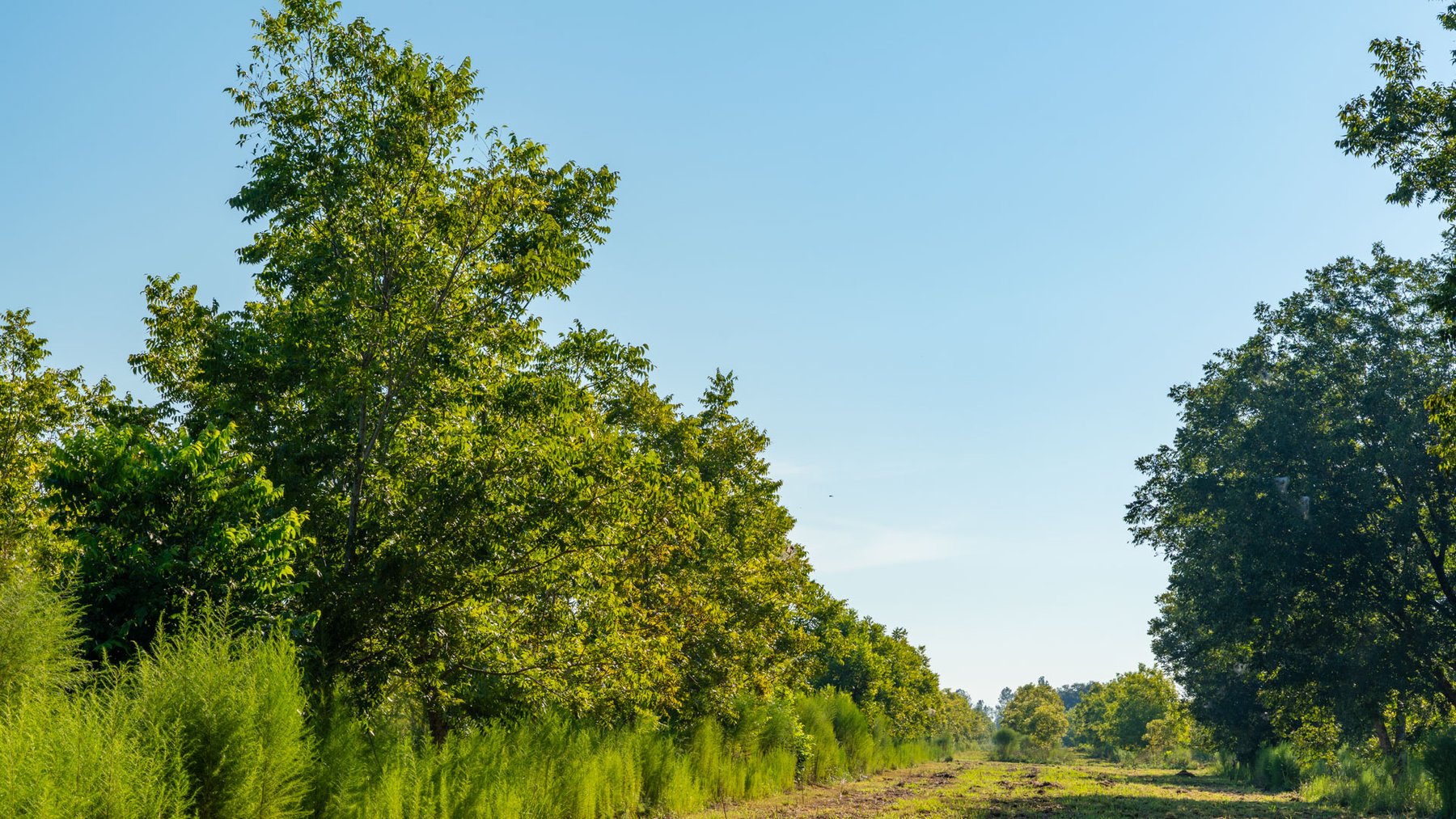 Image for 187± Acres - Carter Orchard - Residential Lots with Road Frontage on Lakeland Highway - Young Irrigated Orchard w/ Oak Hardwood Areas