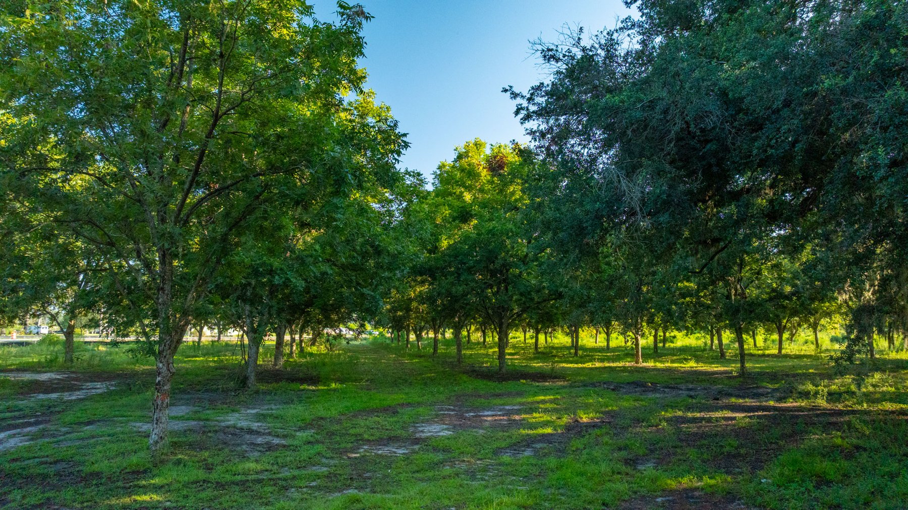 Image for 187± Acres - Carter Orchard - Residential Lots with Road Frontage on Lakeland Highway - Young Irrigated Orchard w/ Oak Hardwood Areas