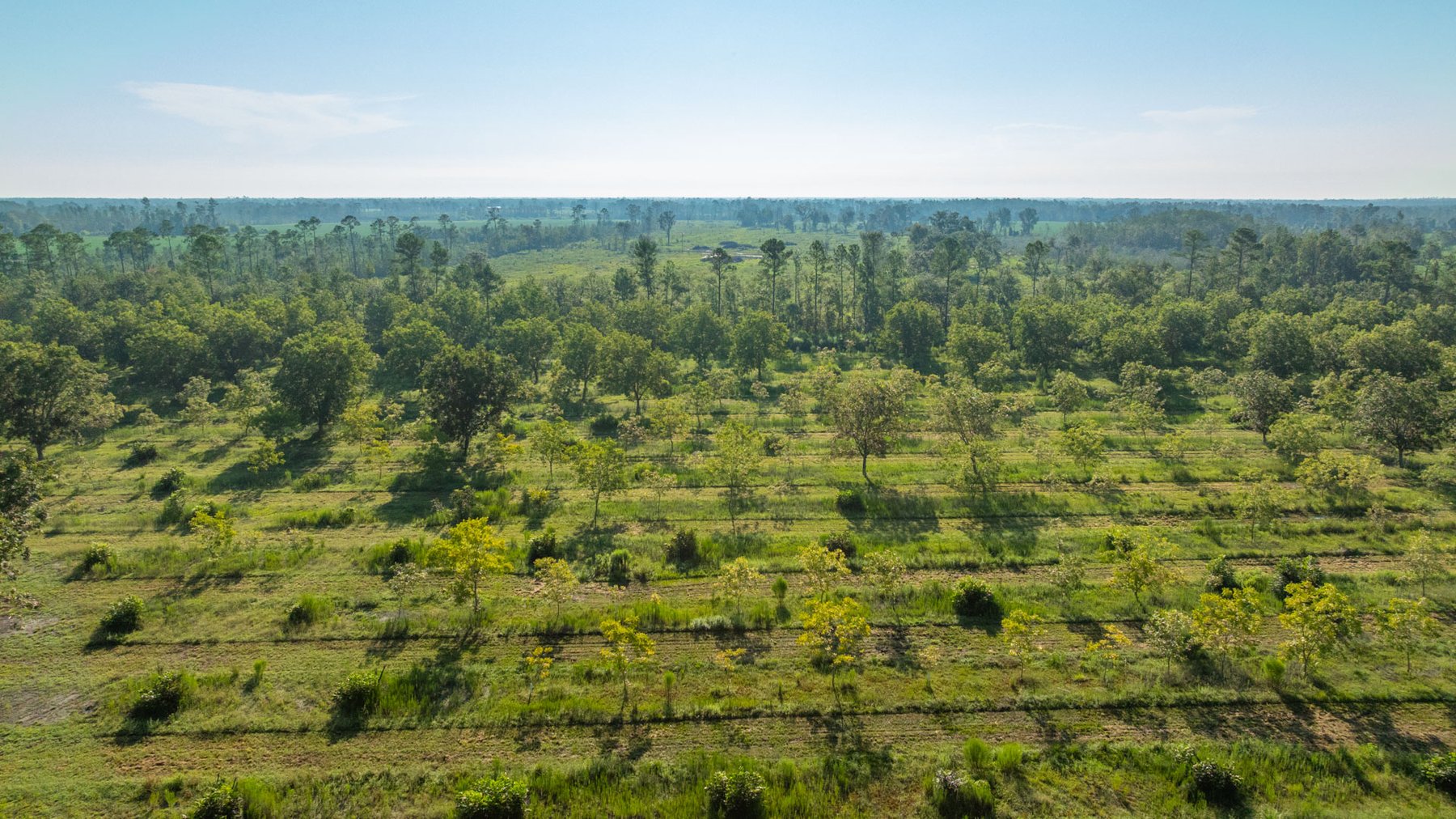 Image for 187± Acres - Carter Orchard - Residential Lots with Road Frontage on Lakeland Highway - Young Irrigated Orchard w/ Oak Hardwood Areas