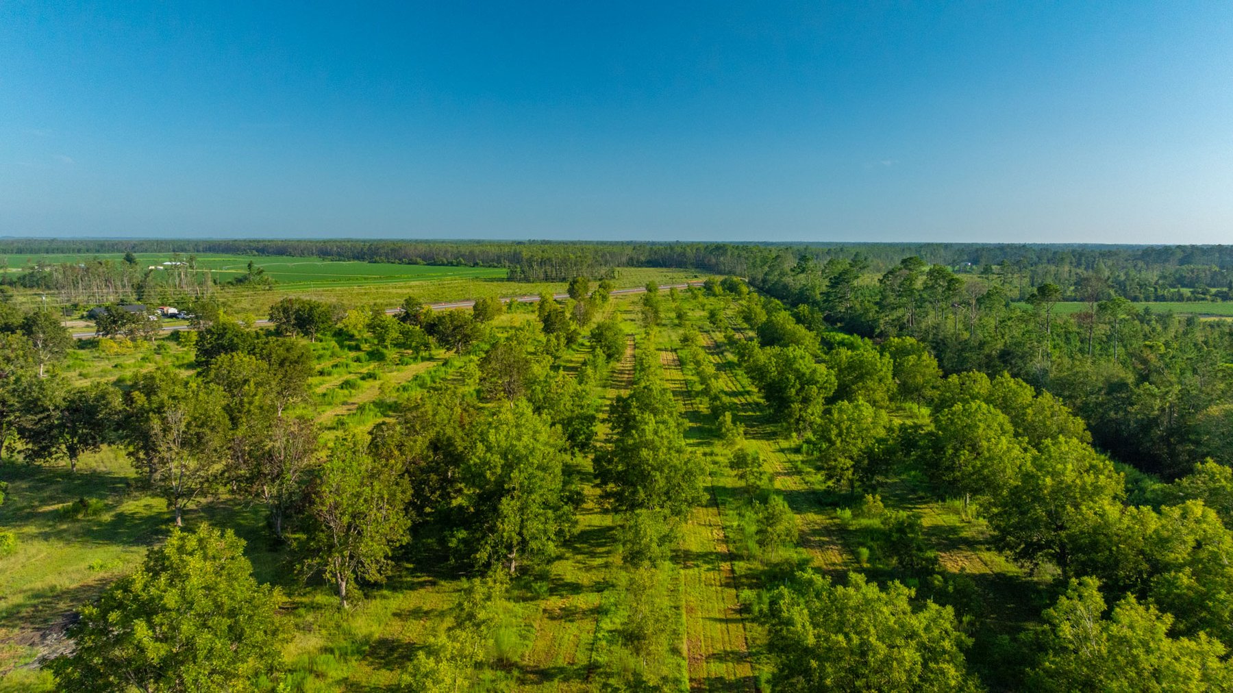 Image for 187± Acres - Carter Orchard - Residential Lots with Road Frontage on Lakeland Highway - Young Irrigated Orchard w/ Oak Hardwood Areas