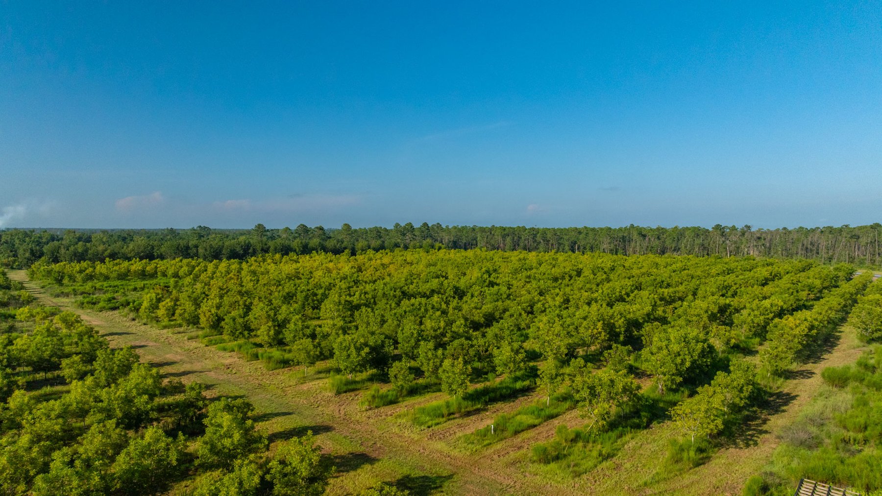 Image for 187± Acres - Carter Orchard - Residential Lots with Road Frontage on Lakeland Highway - Young Irrigated Orchard w/ Oak Hardwood Areas