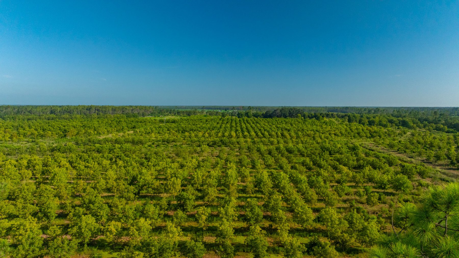 Image for 187± Acres - Carter Orchard - Residential Lots with Road Frontage on Lakeland Highway - Young Irrigated Orchard w/ Oak Hardwood Areas