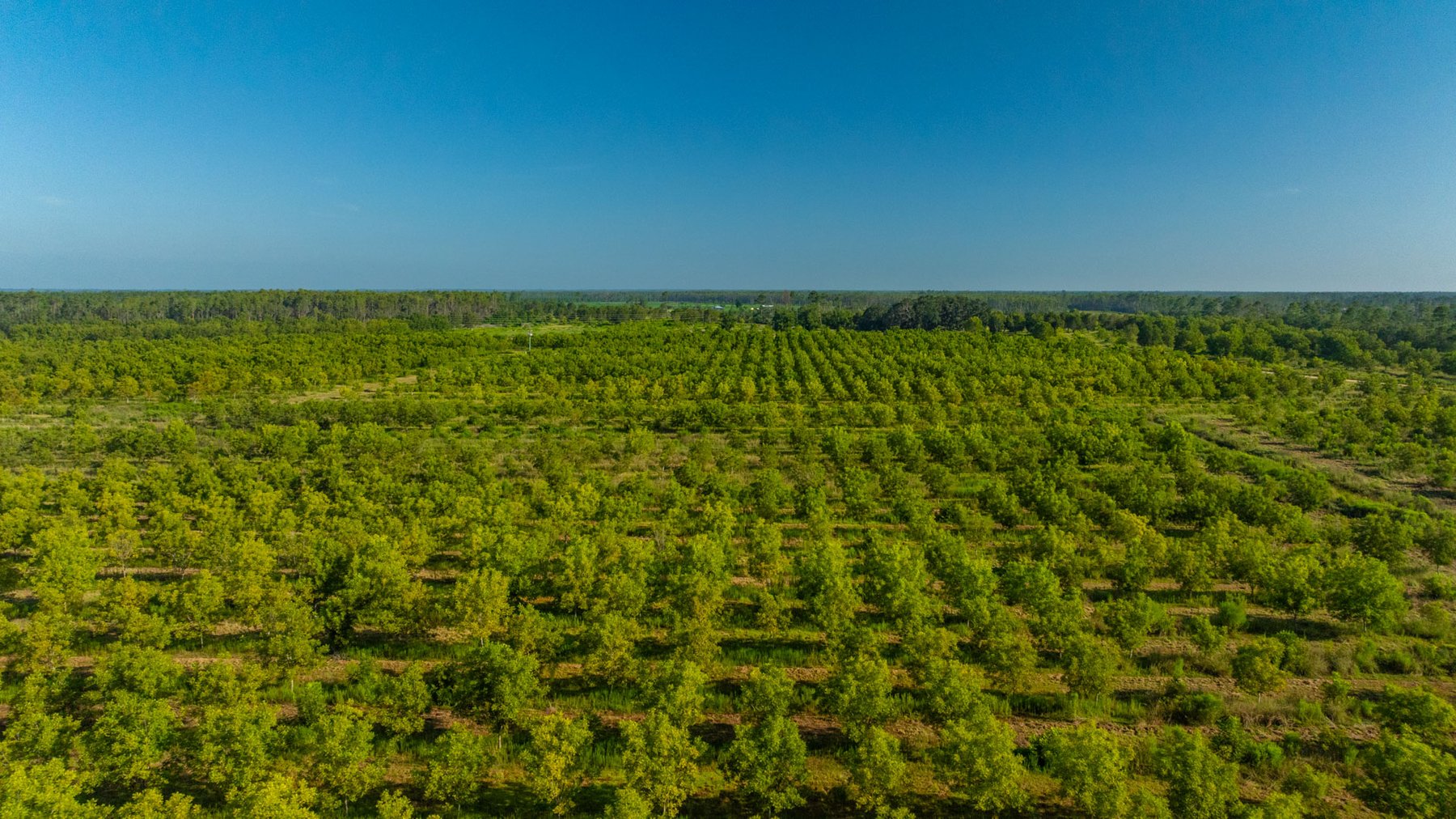 Image for 187± Acres - Carter Orchard - Residential Lots with Road Frontage on Lakeland Highway - Young Irrigated Orchard w/ Oak Hardwood Areas
