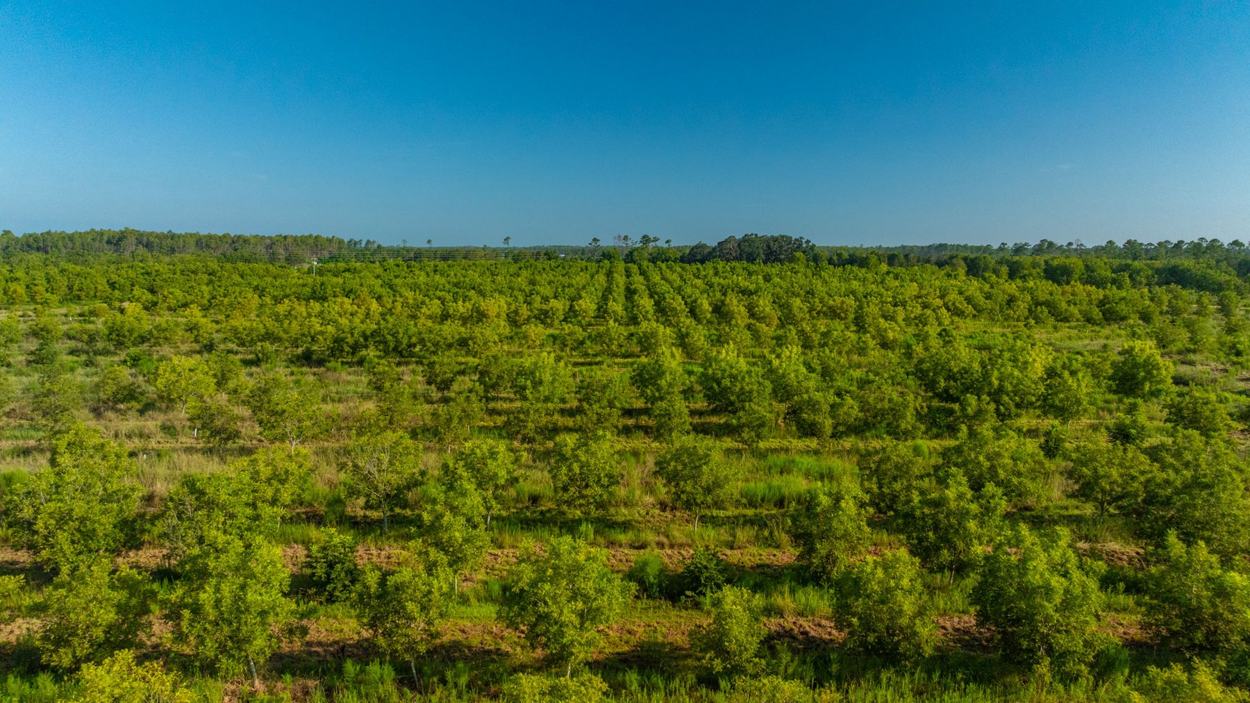 Image for 187± Acres - Carter Orchard - Residential Lots with Road Frontage on Lakeland Highway - Young Irrigated Orchard w/ Oak Hardwood Areas