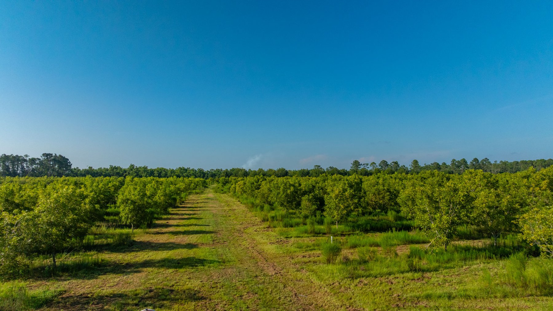 Image for 187± Acres - Carter Orchard - Residential Lots with Road Frontage on Lakeland Highway - Young Irrigated Orchard w/ Oak Hardwood Areas