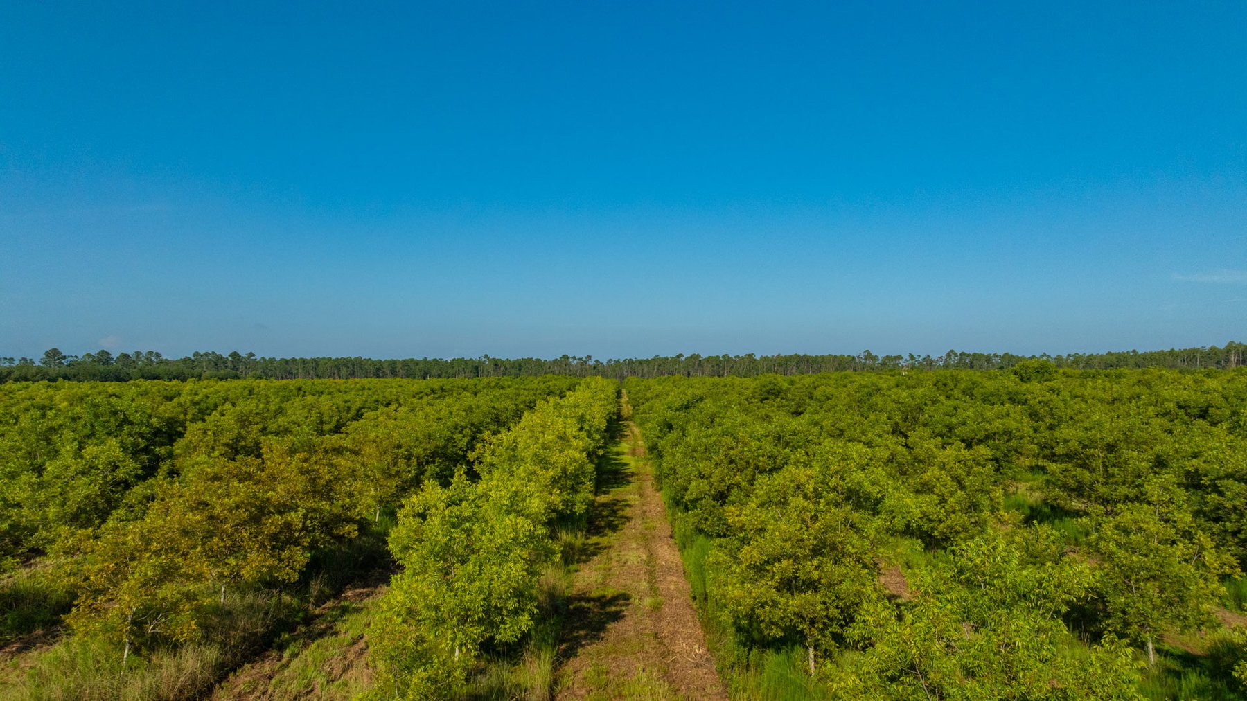 Image for 187± Acres - Carter Orchard - Residential Lots with Road Frontage on Lakeland Highway - Young Irrigated Orchard w/ Oak Hardwood Areas
