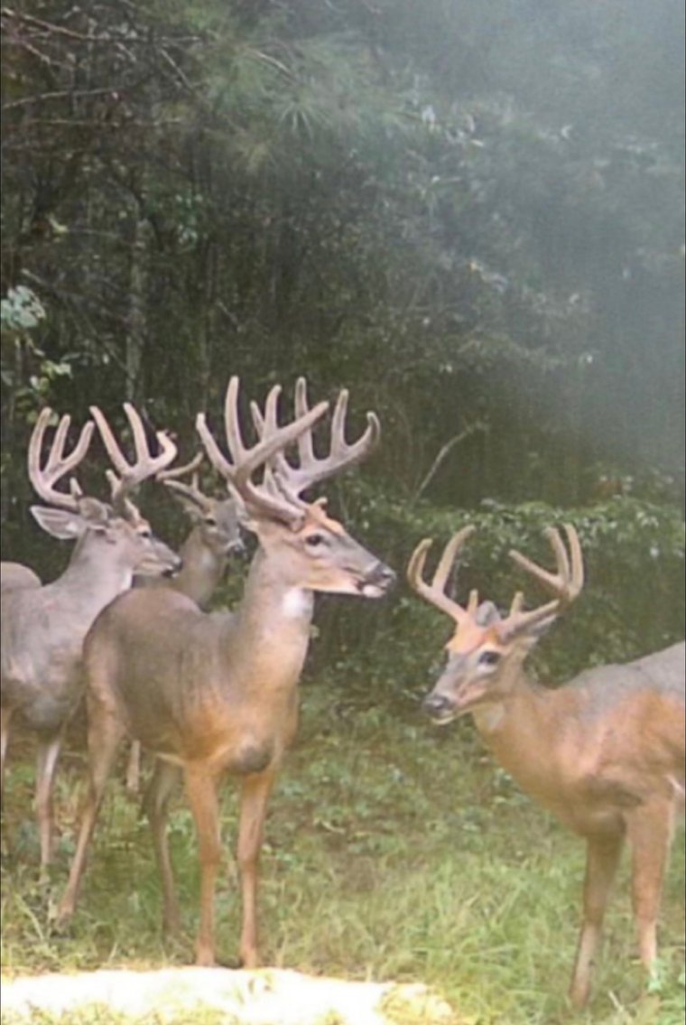 Image for 28+/- Total Acres - Versatile Land for Recreation & Living