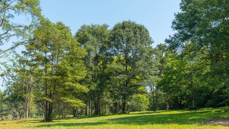 Image for 24.346 +/- Acres – The Tobler Oaks Tract 2 - Great Lamar County Homesite w/ Ample Recreational Acreage