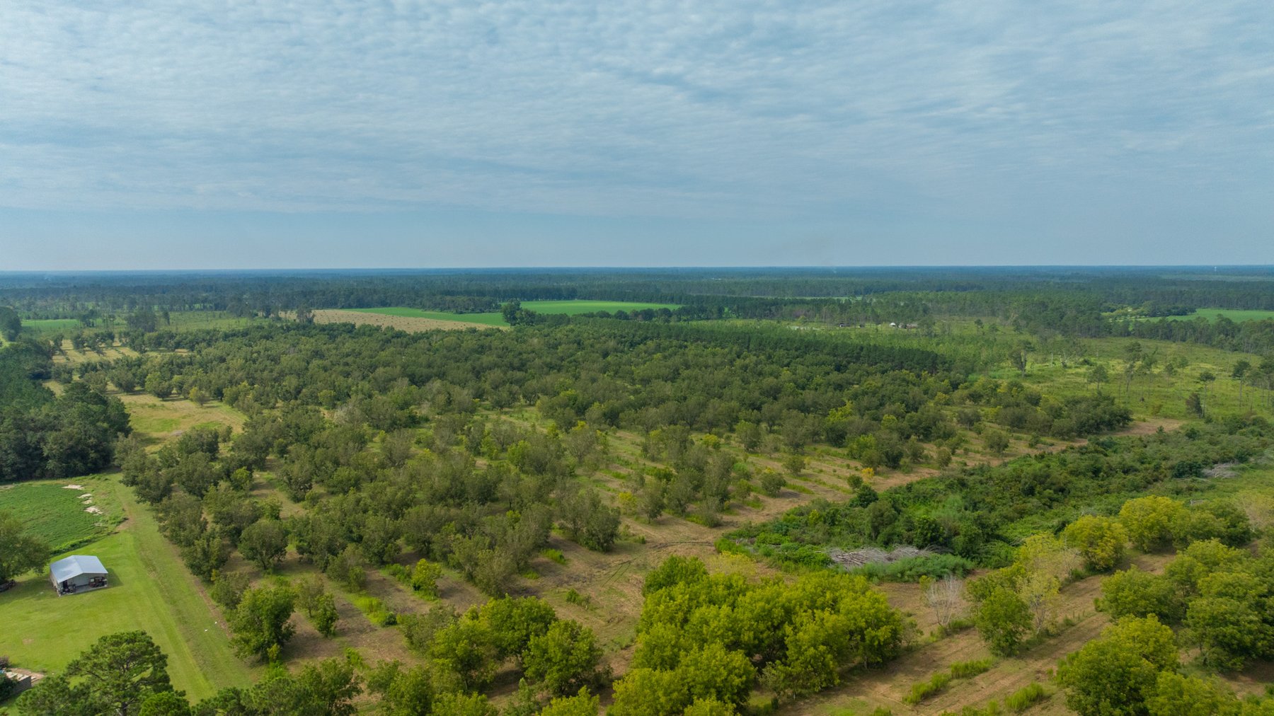 Image for 97± Acres - New Watson Orchard - Irrigated Pecan Orchard with Strong Varieties - Mini-Farm & Homesite Potential