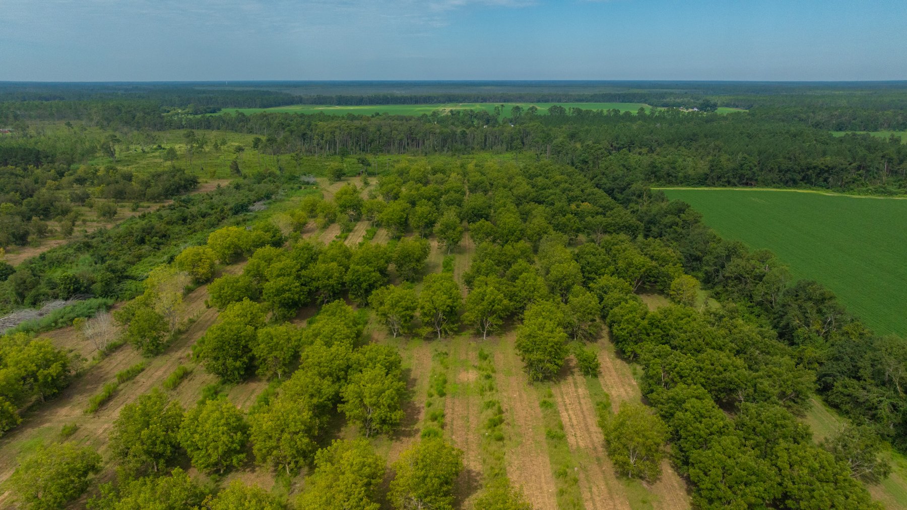 Image for 97± Acres - New Watson Orchard - Irrigated Pecan Orchard with Strong Varieties - Mini-Farm & Homesite Potential