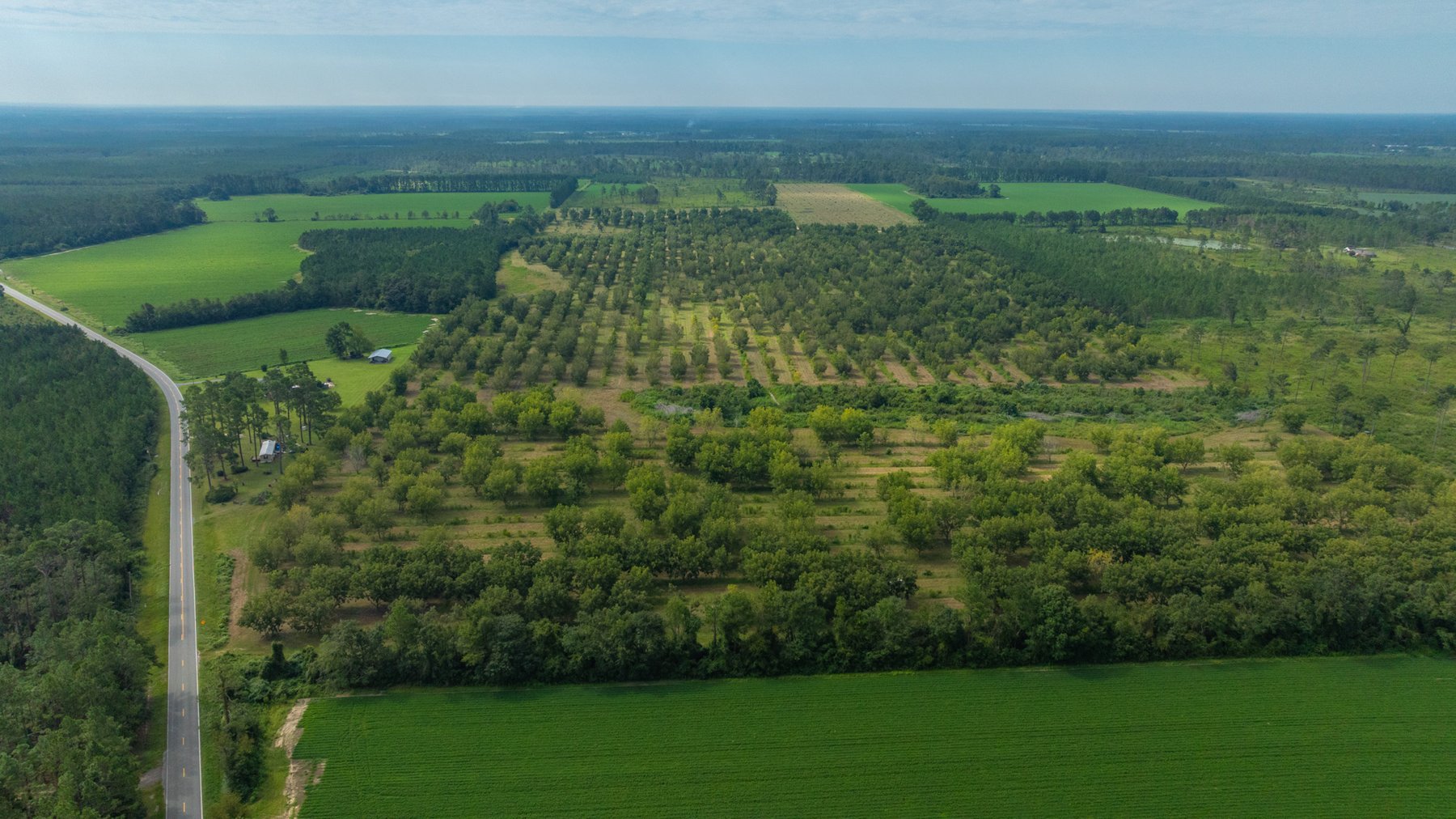 Image for 97± Acres - New Watson Orchard - Irrigated Pecan Orchard with Strong Varieties - Mini-Farm & Homesite Potential
