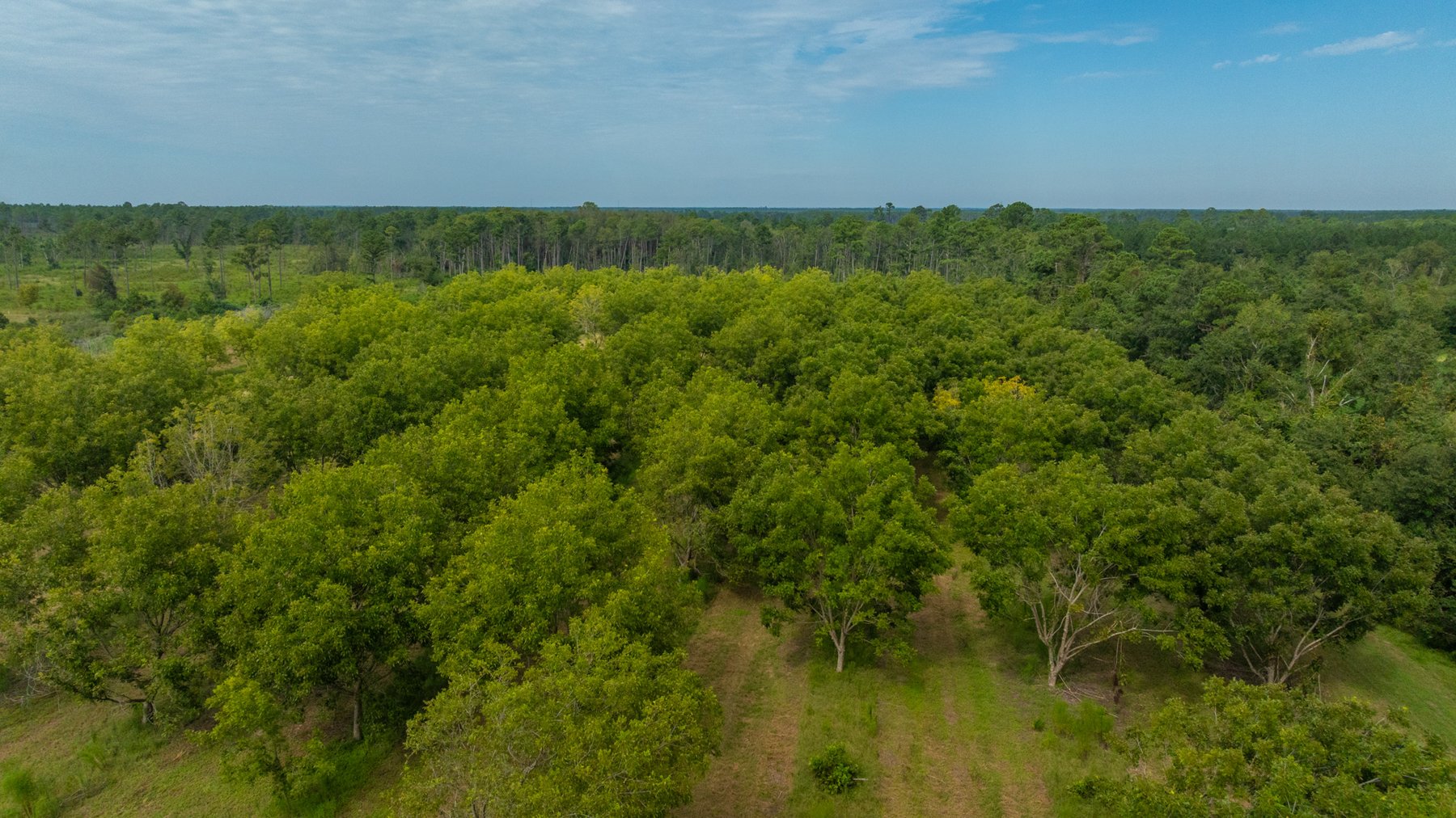Image for 97± Acres - New Watson Orchard - Irrigated Pecan Orchard with Strong Varieties - Mini-Farm & Homesite Potential