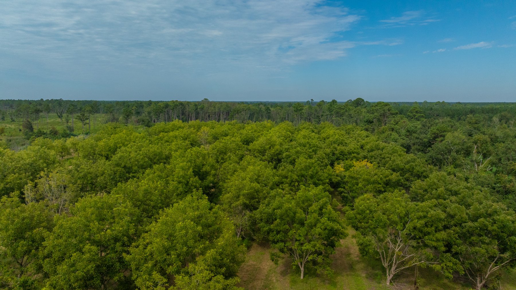 Image for 97± Acres - New Watson Orchard - Irrigated Pecan Orchard with Strong Varieties - Mini-Farm & Homesite Potential