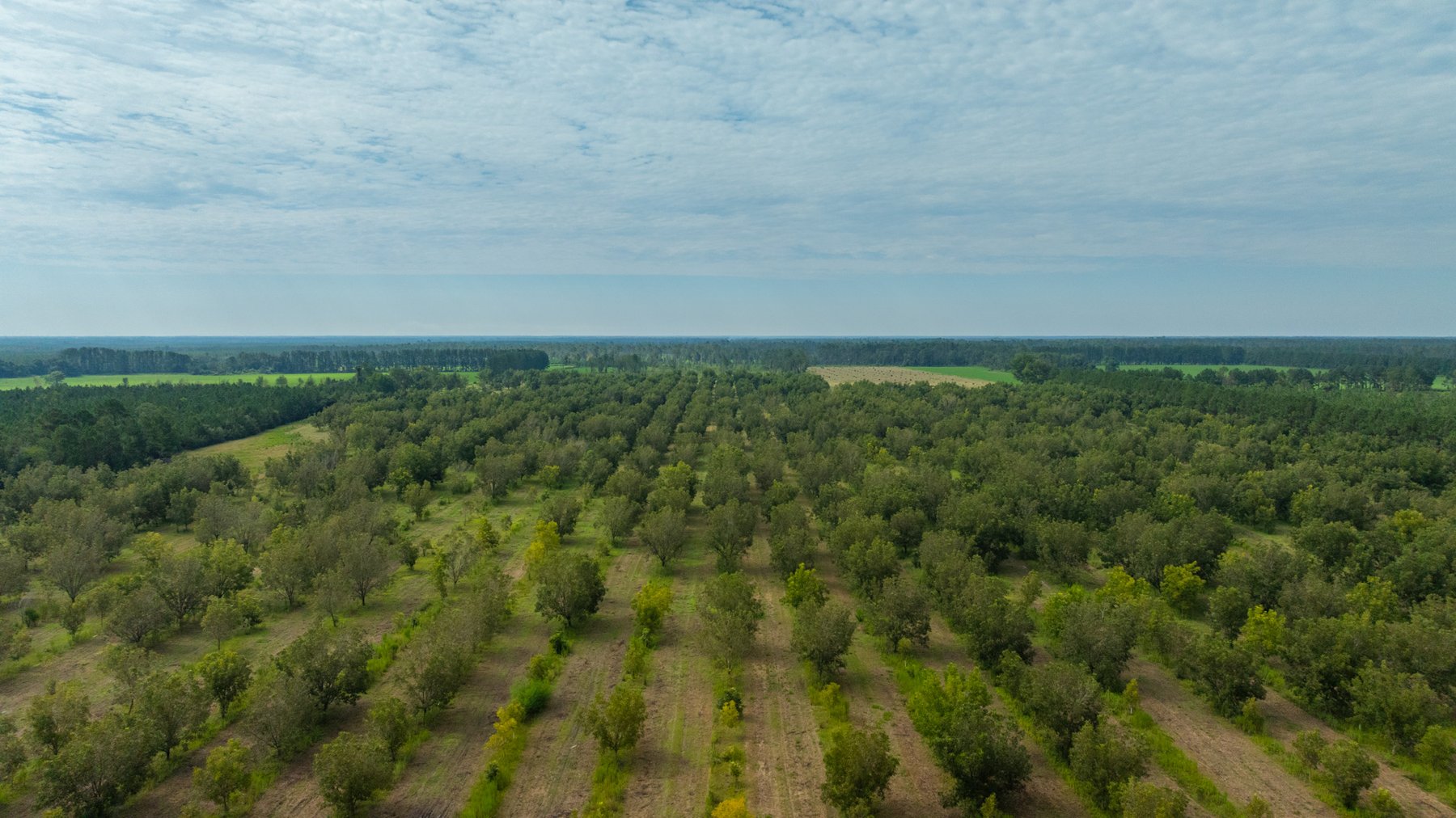 Image for 97± Acres - New Watson Orchard - Irrigated Pecan Orchard with Strong Varieties - Mini-Farm & Homesite Potential